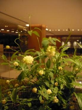 夢ほたる｜「銀花園」　（京都府京都市左京区の花キューピット加盟店 花屋）のブログ
