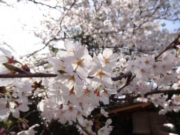 桜♪｜「銀花園」　（京都府京都市左京区の花キューピット加盟店 花屋）のブログ
