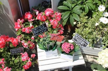 ✿母の日　ありがとうございました✿｜「銀花園」　（京都府京都市左京区の花キューピット加盟店 花屋）のブログ